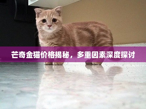芒奇金猫价格揭秘，多重因素深度探讨